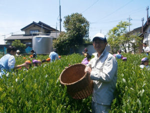 茶摘み体験