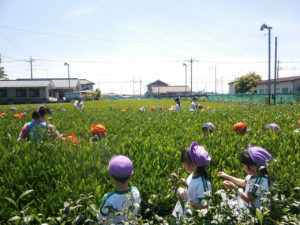 茶摘み体験